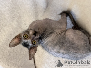 Additional photos: Lykoi, kittens of a rare breed Lykoi (cat-wolf, cat-Werewolf) are sold