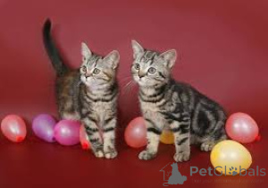 Photo №2 to announcement № 161081 for the sale of american shorthair - buy in Finland private announcement, breeder