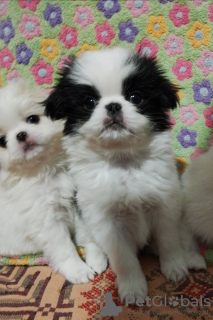 Photo №1. japanese chin - for sale in the city of Baranovichi | negotiated | Announcement № 32217