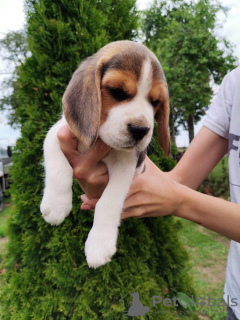 Additional photos: Beagle puppies for sale