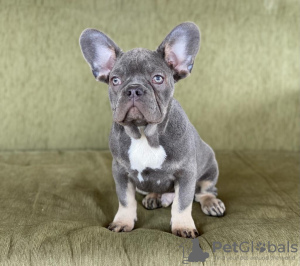 Photo №1. french bulldog - for sale in the city of Москва | 3450$ | Announcement № 19808