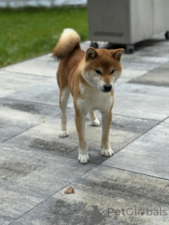 Photo №3. Announcement of the Shiba Inu FCI litter. Poland