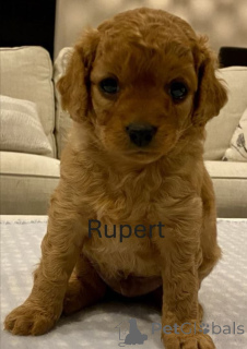 Photo №3. Golden Retriever Purebred Puppies - Playful & Sweet-Natured!. Australia