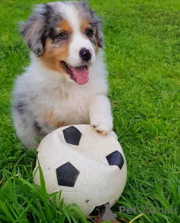 Photo №3. Bezaubernde Australian Shepherd Welpen suchen ein liebevolles Zuhause! . Greece