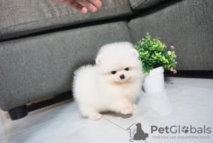 Photo №3. Pomeranian Spitz for sale. Russian Federation