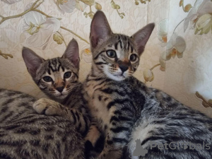 Photo №1. savannah cat - for sale in the city of Tallinn | 1585$ | Announcement № 118537