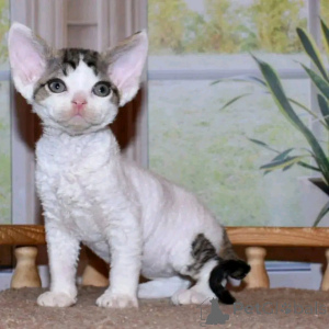 Photo №1. devon rex - for sale in the city of Berlin | 282$ | Announcement № 137123