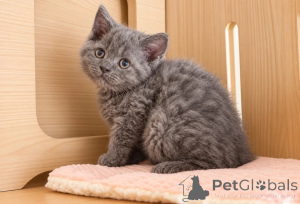 Photo №1. selkirk rex shorthair - for sale in the city of Dettenheim | 361$ | Announcement № 177578