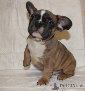 Photo №2 to announcement № 9908 for the sale of french bulldog - buy in Russian Federation private announcement, from nursery