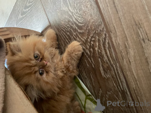 Photo №1. persian cat - for sale in the city of Barcelona | Is free | Announcement № 172457