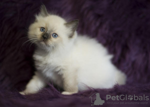 Photo №1. ragdoll - for sale in the city of Berlin | 370$ | Announcement № 112427