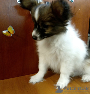 Additional photos: Gorgeous papillon boy