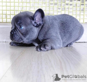 Photo №2 to announcement № 80788 for the sale of french bulldog - buy in Venezuela private announcement