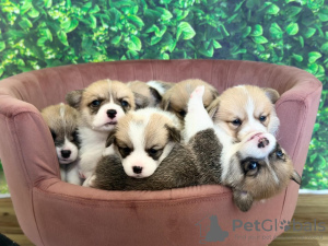 Photo №2 to announcement № 133546 for the sale of welsh corgi - buy in Estonia breeder