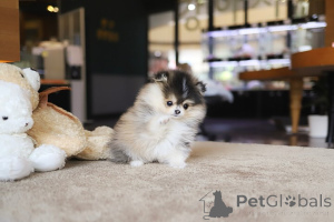 Photo №2 to announcement № 154260 for the sale of pomeranian - buy in United States breeder