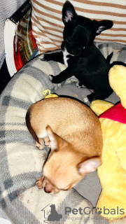 Additional photos: chihuahua babies