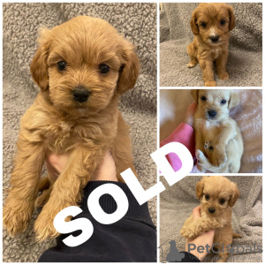 Photo №1. poodle (royal) - for sale in the city of Маханаим | negotiated | Announcement № 9186