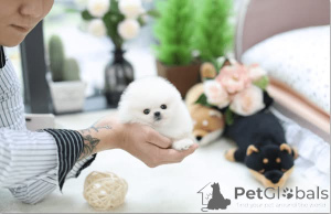 Photo №2 to announcement № 167869 for the sale of pomeranian - buy in United States breeder