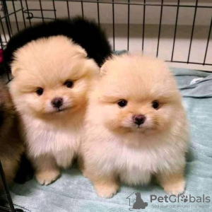 Photo №1. pomeranian - for sale in the city of Gelsenkirchen | 100$ | Announcement № 129817