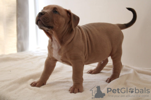 Additional photos: Puppy american bully XXL