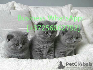 Photo №1. british shorthair - for sale in the city of Helsinki | 423$ | Announcement № 121113