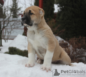 Photo №4. I will sell central asian shepherd dog in the city of Нижнее Велино. from nursery - price - 651$