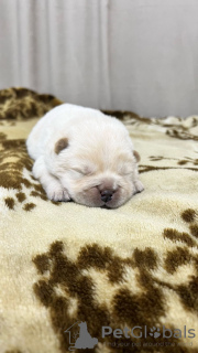 Photo №2 to announcement № 101362 for the sale of chow chow - buy in Kazakhstan private announcement, breeder