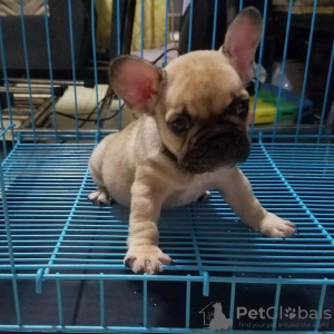 Photo №3. FRENCH BULLDOG PUPPIES FOR SALE MANILA ,09457024296 DOGS. Philippines