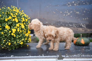 Additional photos: Miniature poodle