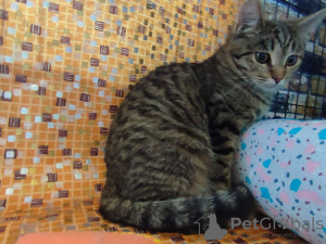 Photo №3. Baby kittens Tisha and Tasya are looking for a home!. Russian Federation