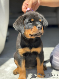 Photo №1. rottweiler - for sale in the city of Demene | Is free | Announcement № 41014