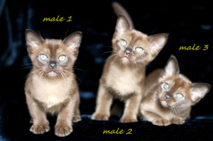 Photo №1. burmese cat - for sale in the city of Minsk | 426$ | Announcement № 2656