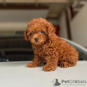 Photo №1. poodle (royal) - for sale in the city of Berlin | negotiated | Announcement № 98494