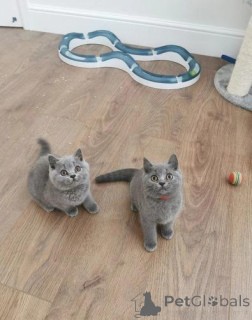 Photo №1. british shorthair - for sale in the city of Thun | negotiated | Announcement № 167662