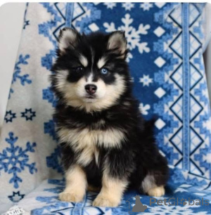 Photo №3. Woof!Woof! Howdy! Look at my piercing eyes and fluffy ears! With soft puppy. United Kingdom