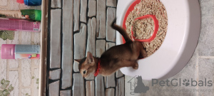 Photo №2 to announcement № 47179 for the sale of abyssinian cat - buy in Latvia from nursery