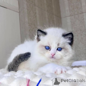 Photo №2 to announcement № 156269 for the sale of ragdoll - buy in Greece private announcement