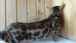 Photo №4. I will sell bengal cat in the city of Москва. breeder - price - negotiated