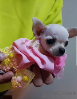 Photo №3. Princess Mini Chihuahuas. Serbia