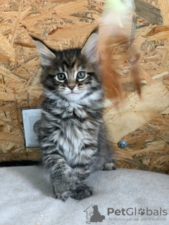 Photo №2 to announcement № 44314 for the sale of maine coon - buy in Moldova from nursery