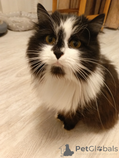 Photo №2 to announcement № 157977 for the sale of  - buy in Russian Federation private announcement