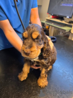 Photo №4. I will sell english cocker spaniel in the city of ALAVUS. private announcement - price - 600$