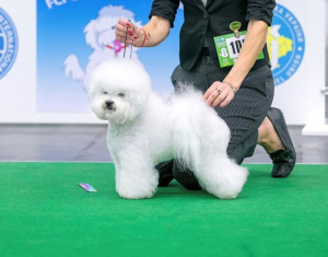 Additional photos: Wonderful Bichon Frize puppies for sale, perspective for exhibitions