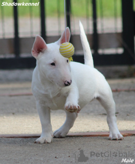 Additional photos: Mini Bull Terrier puppies