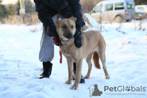 Photo №2 to announcement № 9006 for the sale of non-pedigree dogs - buy in Russian Federation from the shelter