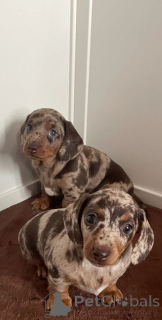 Photo №1. dachshund - for sale in the city of Anderu | Is free | Announcement № 166519