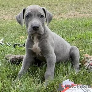 Photo №1. great dane - for sale in the city of ANSUBRG | 376$ | Announcement № 151405