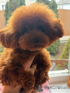 Photo №4. I will sell poodle (dwarf) in the city of Krasnodar.  - price - 2782$