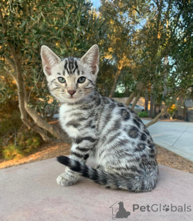 Photo №1. bengal cat - for sale in the city of Dresden | 706$ | Announcement № 152553
