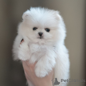 Additional photos: pomeranian